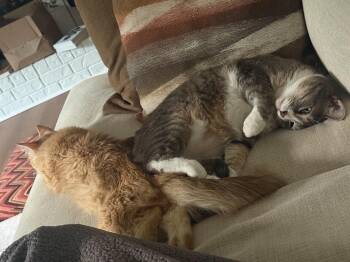 Igni -  Domestic Medium Hair Cat for Adoption in Minneapolis, Minnesota - Igni | PetCurious