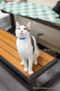 Rescue Tabby Cats for Adoption in Parlier, California - Patches | PetCurious