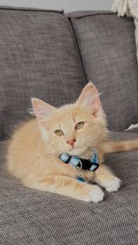 Chicken -  Domestic Medium Hair Cat for Adoption in Charleston, South Carolina - Chicken | PetCurious