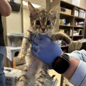 Nyla -  Domestic Short Hair Cat for Adoption in Birmingham, Alabama - Nyla | PetCurious