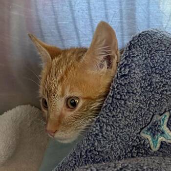 Corn Pop -  Domestic Short Hair Cat for Adoption in Asheville, North Carolina - Corn Pop | PetCurious