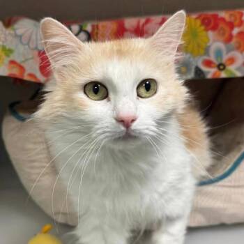 Domestic Long Hair Cats Available for Adoption in Brevard, North Carolina - Aurora | PetCurious
