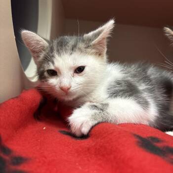 Batman -  Domestic Short Hair Cat for Adoption in Fairport, New York - Batman | PetCurious