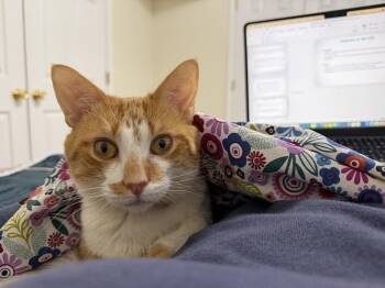 Dungeon Crawler Carl -  Domestic Short Hair Cat for Adoption in Herndon, Virginia - Dungeon Crawler Carl | PetCurious