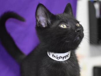 Mbappé -  Domestic Short Hair Cat for Adoption in Portland, Oregon - Mbappé | PetCurious