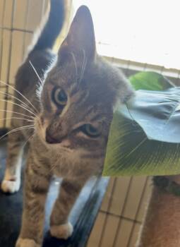 Rescue Domestic Short Hair Cats for Adoption in Wildomar, California - Youki | PetCurious
