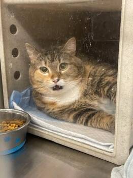 Domestic Short Hair Cats Available for Adoption - PEBBLES | PetCurious