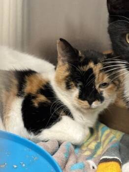 Rescue Domestic Short Hair Cats for Adoption in Batavia, Ohio - Pompeii | PetCurious