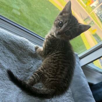 Stimson J. Cat -  Domestic Short Hair Cat Available for Adoption in Brockport, New York - Stimson J. Cat | PetCurious