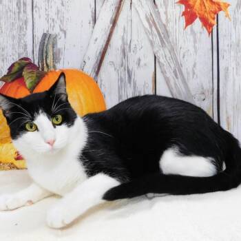 Domino -  Domestic Short Hair Cat for Adoption in Peoria, Illinois - Domino | PetCurious