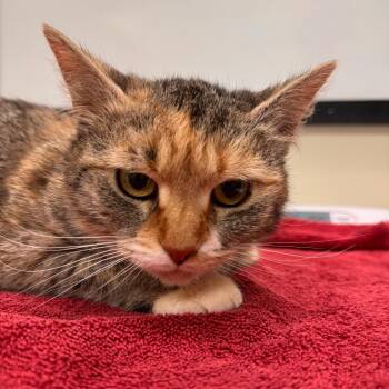 Mona -  Domestic Short Hair Cat for Adoption in Lynchburg, Virginia - Mona | PetCurious