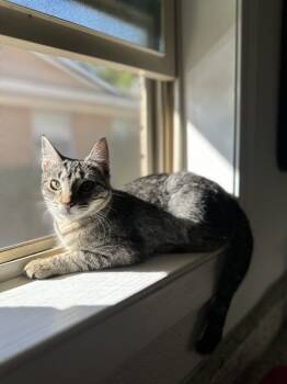 Rescue Domestic Short Hair Cats for Adoption in Dallas, Texas - Baby Girl | PetCurious