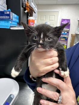 Rescue Domestic Short Hair Cats for Adoption in Pomona, New York - Socrates | PetCurious