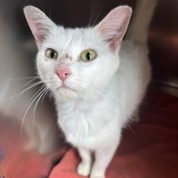 White Shadow -  Domestic Short Hair Cat for Adoption in Council Bluffs, Iowa - White Shadow | PetCurious