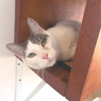 Rain -  Domestic Short Hair Cat for Adoption in Riverwoods, Illinois - Rain | PetCurious