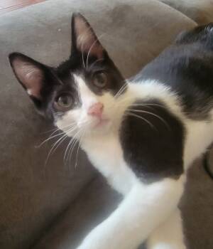 Rescue Domestic Short Hair Cats for Adoption in Dallas, Texas - Denim - TT 3 | PetCurious