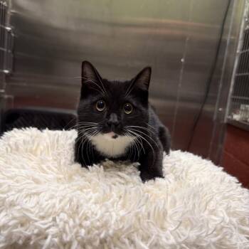 Domestic Short Hair Cats Available for Adoption - Raye | PetCurious