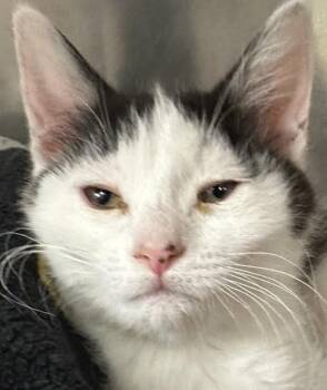 Skittles -  Domestic Short Hair Cat for Adoption in Walnut Creek, California - Skittles | PetCurious