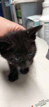 Rose -  Manx and Domestic Short Hair Cat for Adoption in Georgetown, Ohio - Rose | PetCurious