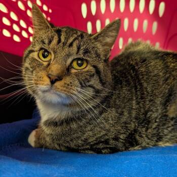 Court -  Domestic Short Hair Cat for Adoption in New Castle, Delaware - Court | PetCurious