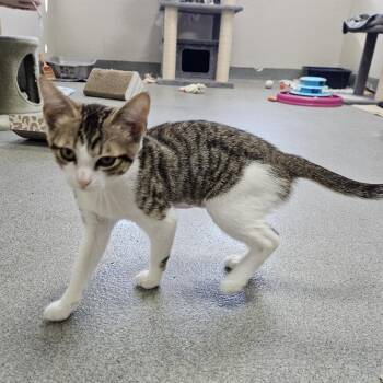 Domestic Short Hair Cats Available for Adoption - Tasha | PetCurious