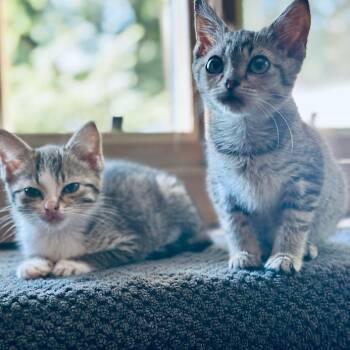 Millie -  Domestic Short Hair Cat for Adoption in Madison, Wisconsin - Millie | PetCurious