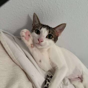 Rescue Domestic Short Hair Cats for Adoption in Tampa, Florida - Seoul | PetCurious