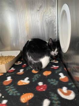 61325825 -  Domestic Short Hair Cat for Adoption in El Paso, Texas - 61325825 | PetCurious