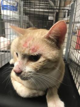 A432822 -  Domestic Short Hair Cat for Adoption in Conroe, Texas - A432822 | PetCurious