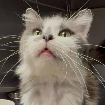 Lana Del Rey -  Domestic Medium Hair Cat for Adoption - Lana Del Rey | PetCurious