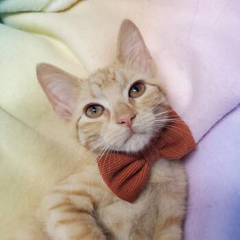 Furgus -  Domestic Short Hair Cat for Adoption in Marseilles, Illinois - Furgus | PetCurious