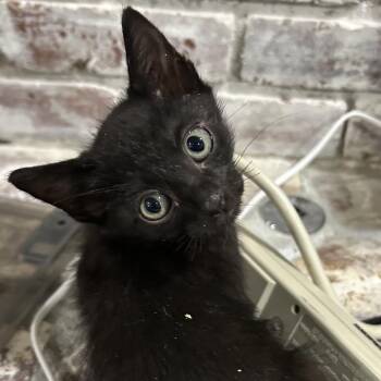 Patriot -  Domestic Short Hair Cat for Adoption in Bentonville, Arkansas - Patriot | PetCurious