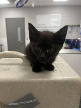 Anika -  Domestic Short Hair Cat for Adoption in Gastonia, North Carolina - Anika | PetCurious