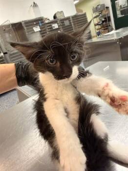 ALAN -  Domestic Short Hair Cat for Adoption in Thousand Palms, California - ALAN | PetCurious