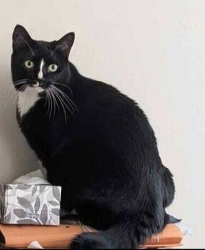 Rescue Domestic Short Hair Cats for Adoption in Mississauga, Ontario - Marble | PetCurious