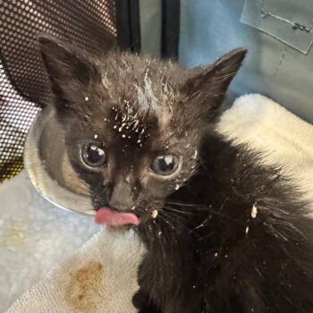 Pico -  Domestic Short Hair Cat for Adoption in Cumming, Georgia - Pico | PetCurious