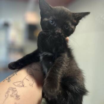 Kitten 3 -  Domestic Short Hair Cat for Adoption in San Gabriel, California - Kitten 3 | PetCurious