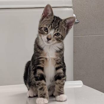 Adzuki -  Domestic Short Hair Cat for Adoption - Adzuki | PetCurious