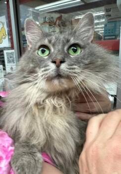 Domestic Long Hair Cats Available for Adoption - Stormy | PetCurious
