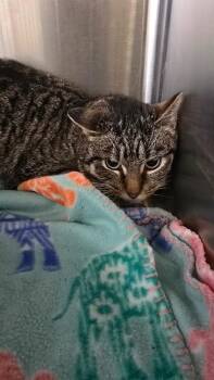 Domestic Short Hair Cats Available for Adoption - Gris | PetCurious