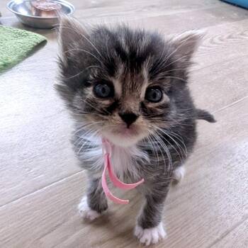 Domestic Short Hair Cats Available for Adoption in Austin, Texas - Undercover Alien 4 | PetCurious