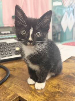 Scottie -  Domestic Short Hair Cat for Adoption in Hudson, New York - Scottie | PetCurious