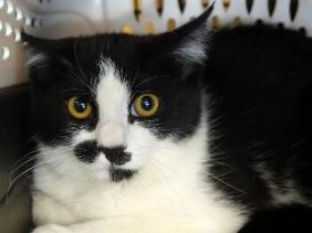 Atticus -  Domestic Short Hair Cat for Adoption in Butte, Montana - Atticus | PetCurious