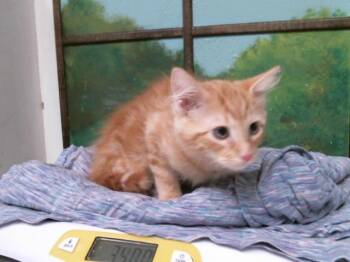 WALDO -  Domestic Long Hair and Domestic Short Hair Cat for Adoption in Houston, Texas - WALDO | PetCurious