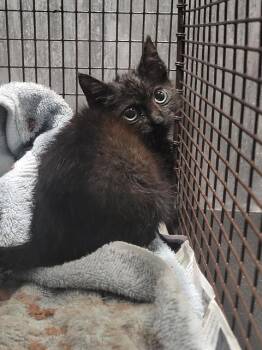 TOOTHLESS -  Domestic Short Hair Cat for Adoption in San Antonio, Texas - TOOTHLESS | PetCurious
