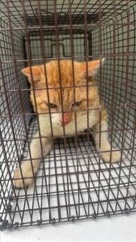 A656985 -  Domestic Short Hair Cat Available for Adoption in Houston, Texas - A656985 | PetCurious