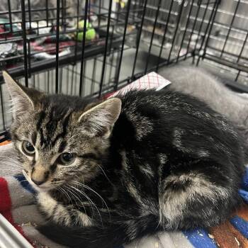Alpine (Working Cat) -  Domestic Short Hair Cat for Adoption in Idaho Falls, Idaho - Alpine (Working Cat) | PetCurious