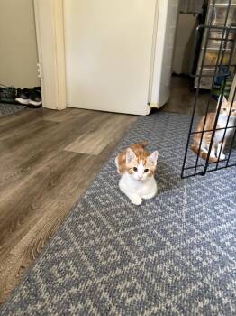 Rescue Domestic Short Hair Cats for Adoption in Abbotsford, British Columbia - Eustace | PetCurious