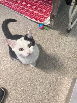 Rescue American Shorthair Cats for Adoption in Warren, Ohio - Pickles | PetCurious