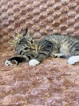 Miranda -  Domestic Short Hair Cat for Adoption - Miranda | PetCurious